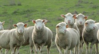 Ovinocaprinocultura terá acompanhamento de custos