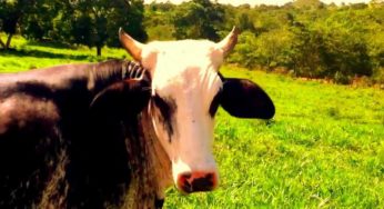 Zootecnista contribui para avanço do setor agropecuário graças à melhoria genética dos rebanhos