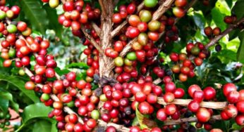 Comissão de café da FAEMG discute desafios para a safra