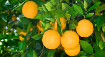 Estimativa de safra de laranja na Flórida sobe para 81,1 milhões de caixas