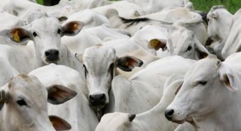 Projeto busca minimizar perdas com incidência do carrapato bovino