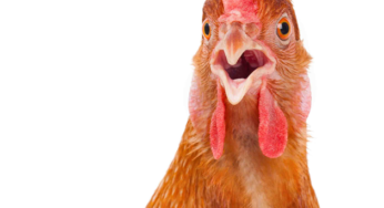 Frango/Cepea: Altas nos preços do vivo seguem intensas