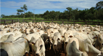 Lentidão e baixo volume de negócios no mercado do boi gordo