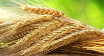 Estimativa de produção de trigo europeia aumenta