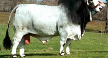 RAÇA BRAHMAN
