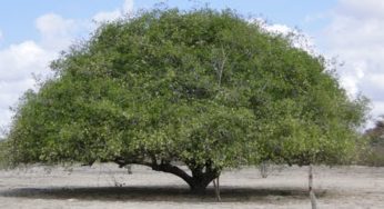 Árvore do umbuzeiro é tema de novo livro lançado pela Embrapa