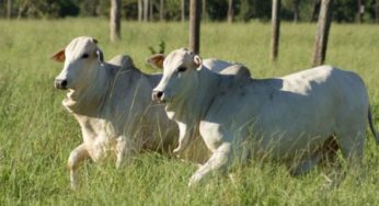 Oferta restrita e lento escoamento da carne balizam preço do boi no mercado