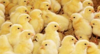 Frango vivo: em junho, o menor número de cabeças do semestre