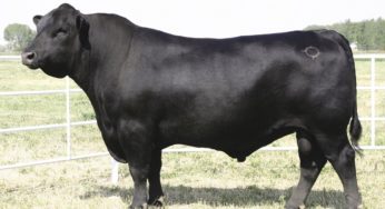 BeefExpo marca retomada das exposições paulistas