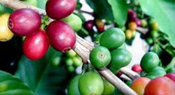 Troca de experiências entre cafeicultura e pecuária e os ganhos para o clima