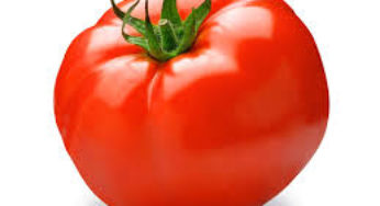 Hortifruti/Cepea: Custo para se produzir um hectare de tomate ultrapassa R$ 100 mil