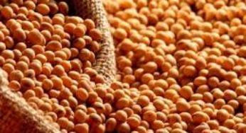 Soja/Cepea: indicador se aproxima de R$ 100/sc e farelo, de R$ 1.500/t