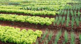 Cultivo protegido de hortaliças é foco em treinamento do Senar/SC em Adbon Batista