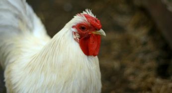 Frango vivo obtém a quarta alta sucessiva de preço