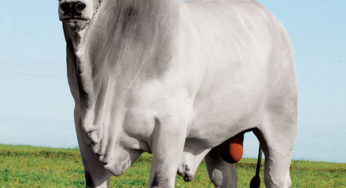 Carlos Viacava destaca genética e ILPF na BeefExpo 2016