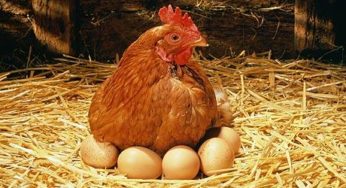 Mercado de ovos tem forte alta no encerramento da semana