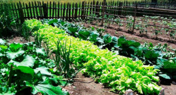 Dia de Campo da Agristar se consolida como um dos eventos mais importantes da horticultura