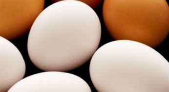 Ovos/Cepea: Início de mês é positivo para produtores de ovos