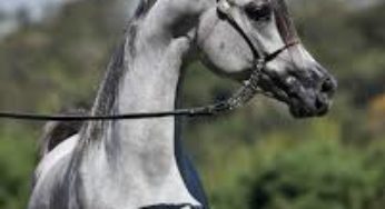 Minas Gerais é o segundo maior polo de criação de Cavalos Árabes do país