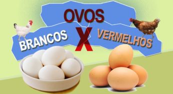 Ovos sofrem o primeiro retrocesso de junho