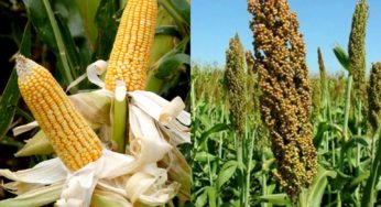 Congresso de milho e sorgo prorroga inscrições de trabalhos