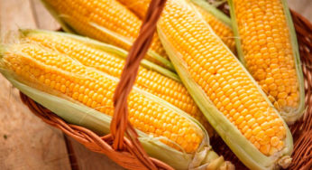 Colheita de milho 2ª safra chega a 7,1% da área plantada em MS