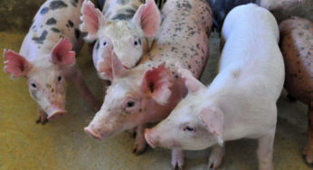 Transporte de Suínos é paralisado em Mato Grosso
