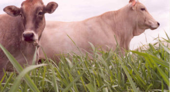 Melhoramento genético animal é tema de curso em Campo Grande