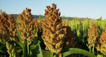Sorgo é rico em nutrientes e antioxidantes, aponta pesquisa