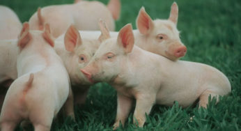 Exportações de carne suína crescem 40,8% em maio