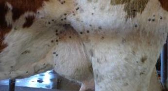 Seminário discute o controle do carrapato e da Tristeza Parasitária Bovina