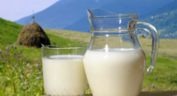 Programa “+ Leite Merial” vai a campo contribuir para aumento da produtividade na pecuária leiteira