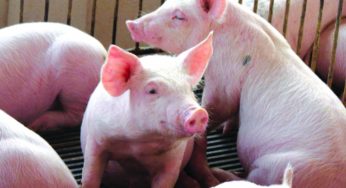 Com prejuízos de R$ 1 por quilo suinocultores cortam gastos e podem encerrar atividade em Mato Grosso