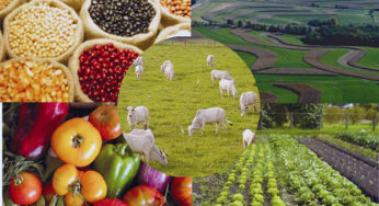 Preços de referência de produtos agrícolas têm reajuste de até 102%