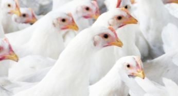 Embarques de carne de frango confirmam melhor junho de todos os tempos…