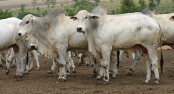 Demanda fraca pressiona para baixo o preço do sebo bovino