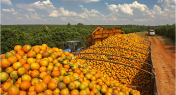 Exportações brasileiras de suco de laranja caíram em julho