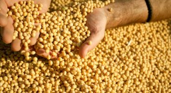 Solo biologicamente equilibrado beneficia nutrição e desenvolvimento fisiológico da soja