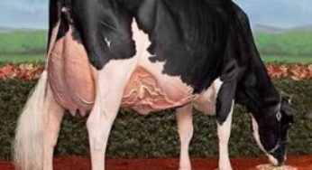 Vacas Longevas: como produzi-las?