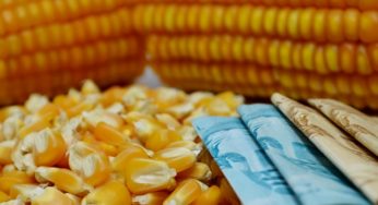 Milho volta a cair nos EUA – Análise Agrolink