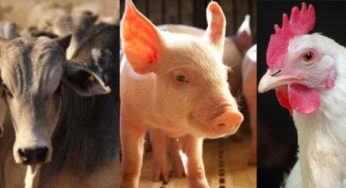 Boi, suíno, frango e outros indicadores nos sete primeiros meses de 2016