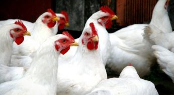 Recuperação de preços do frango vivo não compensa aumento de custo