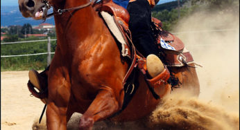 Polpa de beterraba: uma fonte de alta energia para cavalos atletas