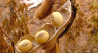 Timac Agro comemora resultado do Desafio da Máxima Produtividade de Soja