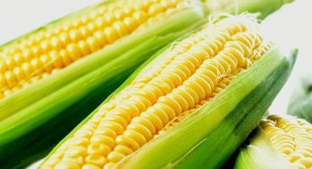 Preço do milho abre a semana em alta nos EUA – Análise Agrolink