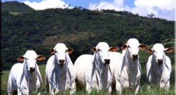 Pecuária pode emitir menos gases do efeito estufa que a Amazônia