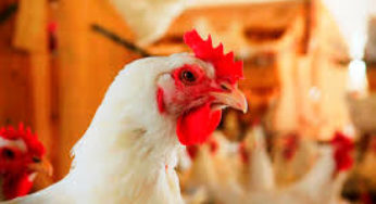 Frango/Cepea: Preços da carne reagem em SP