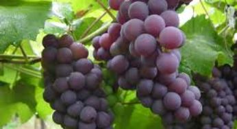 Seminário apresenta novas uvas tolerantes às velhas doenças