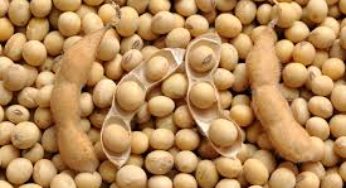 Soja recupera perdas em Chicago – Análise Agrolink