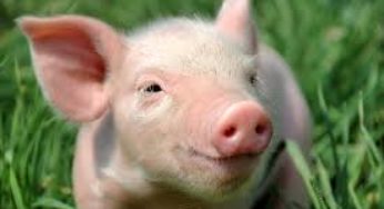 Suínos/Cepea: Carne se desvaloriza até 8% no mês
